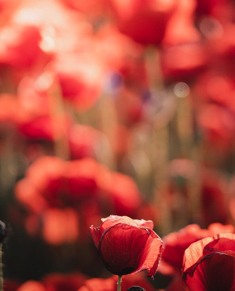 Mohnblumen als Bokeh