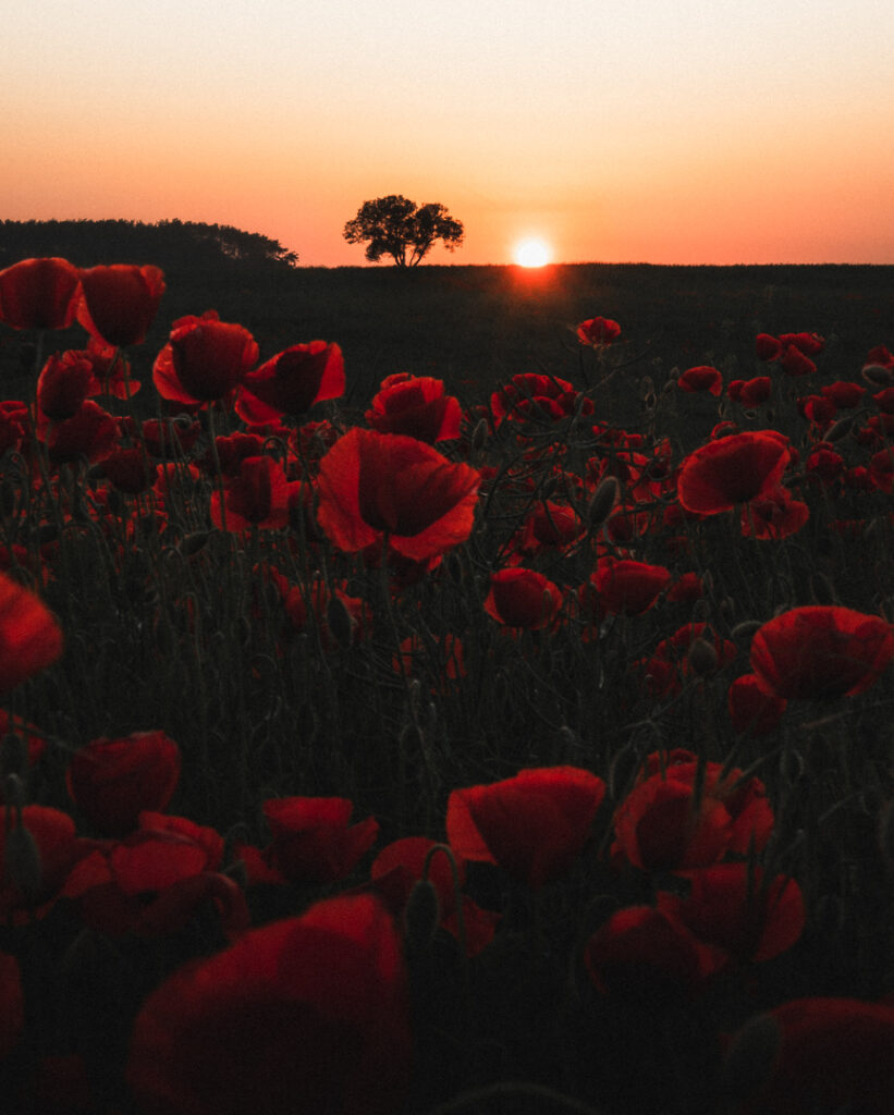 Mohnblumenfeld im Sonnenuntergang