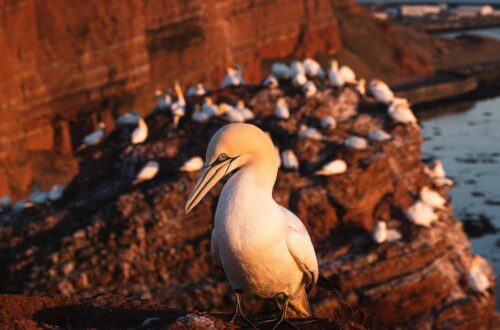 Basstölpel vor den roten Felsen von Helgoland.