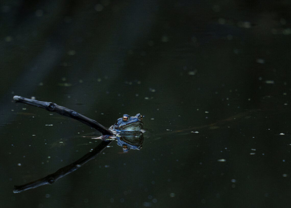 Moorfrosch blau