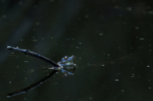 Moorfrosch blau